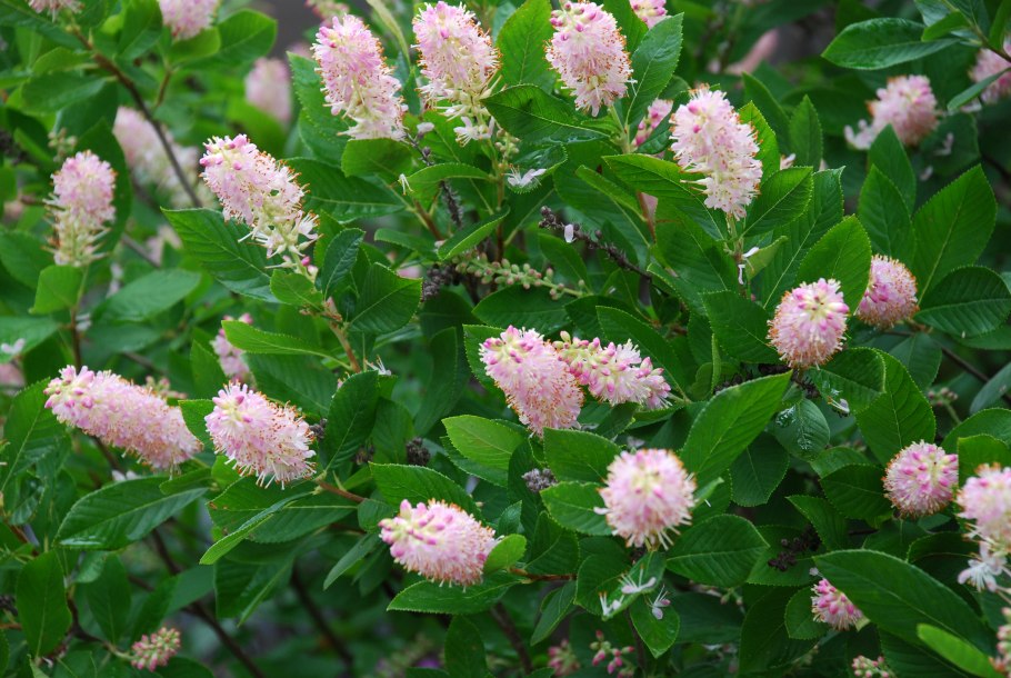 Барбарис (Berberis)