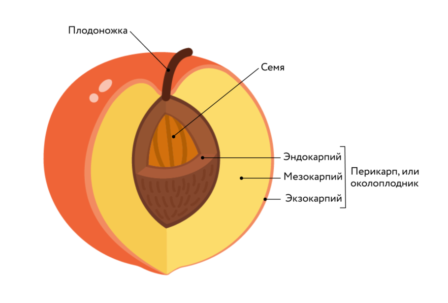 Строение плода рисунок