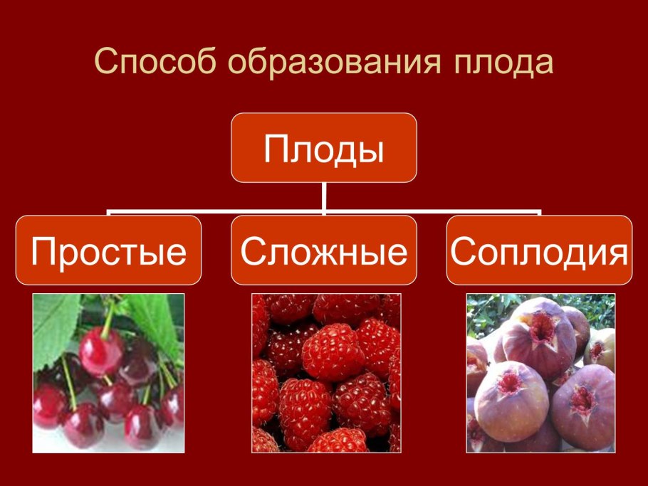 Строение плода лещины обыкновенной
