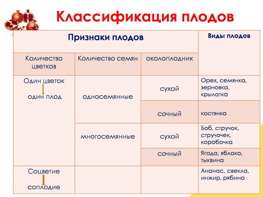Таблица по биологии классификация плодов