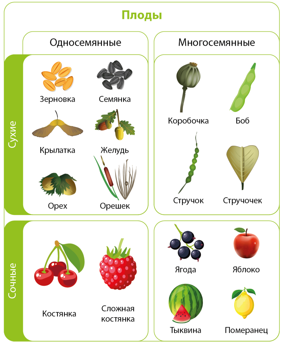Плод строение плодов и семян