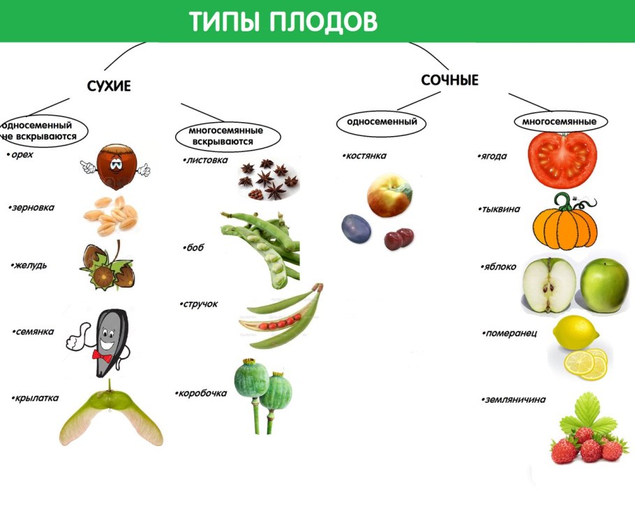 Плоды сухие и сочные таблица