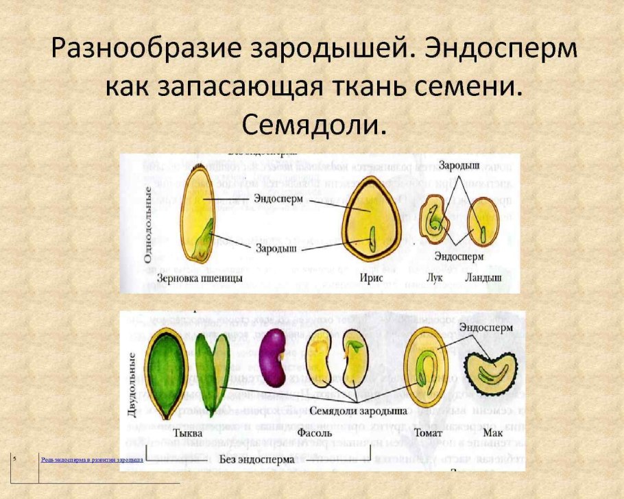 Строение околоплодника костянки