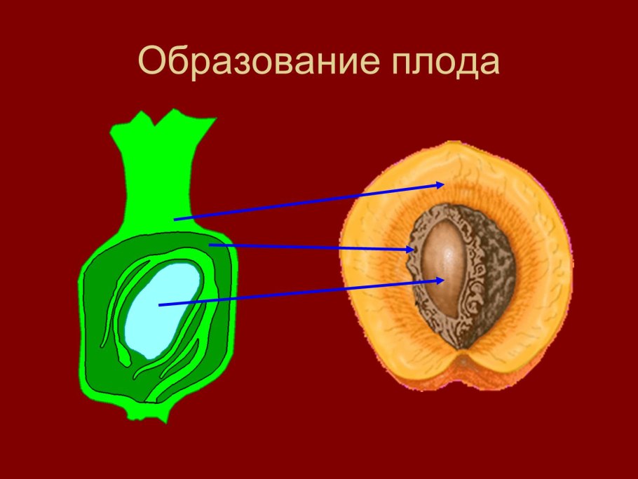 Типы сухих многосемянных плодов