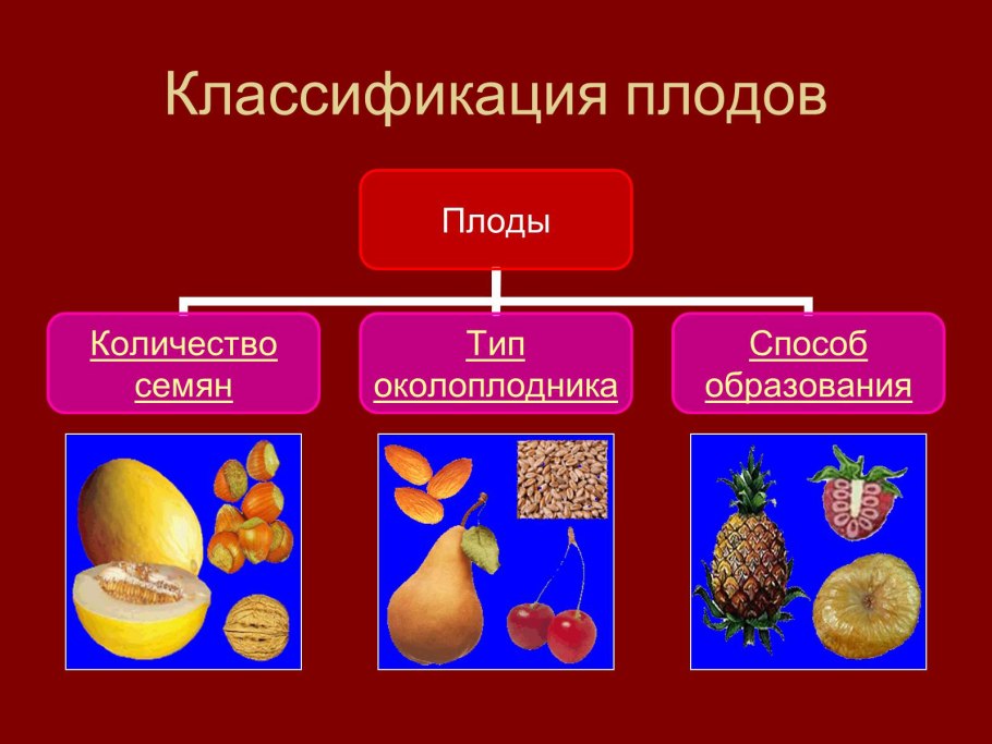 Плоды классификация плодов