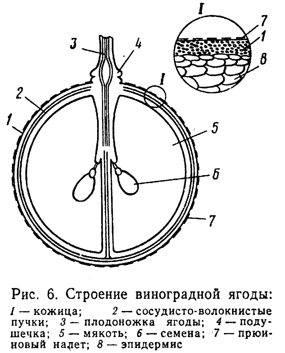 Впишите в схему