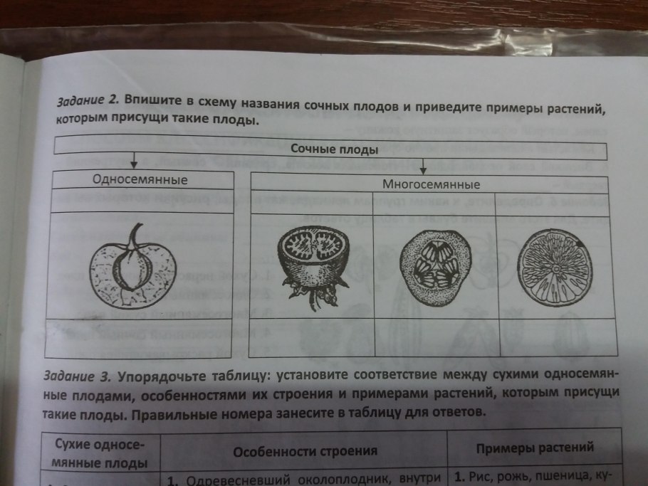 Эндосперм семядоли зародыш