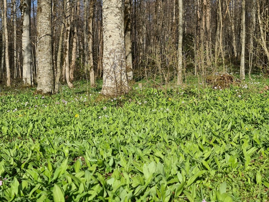 Черемша ягоды дерево