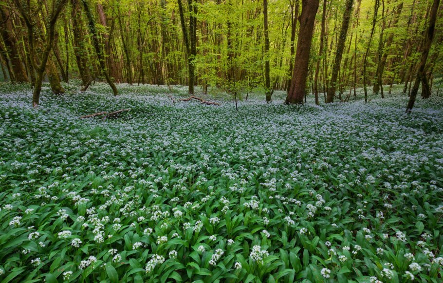 Черемша широколистная