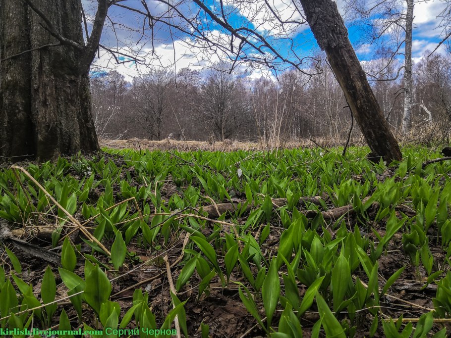 Дикий лук черемша