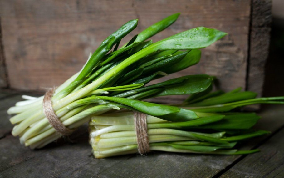 Черемша растение