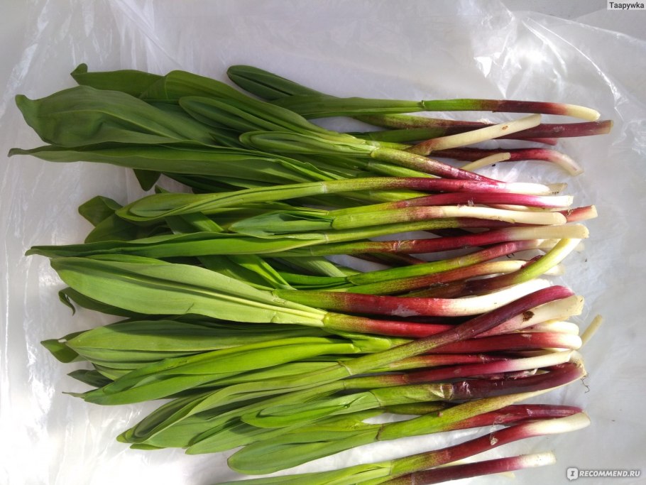 Черемша на Камчатке