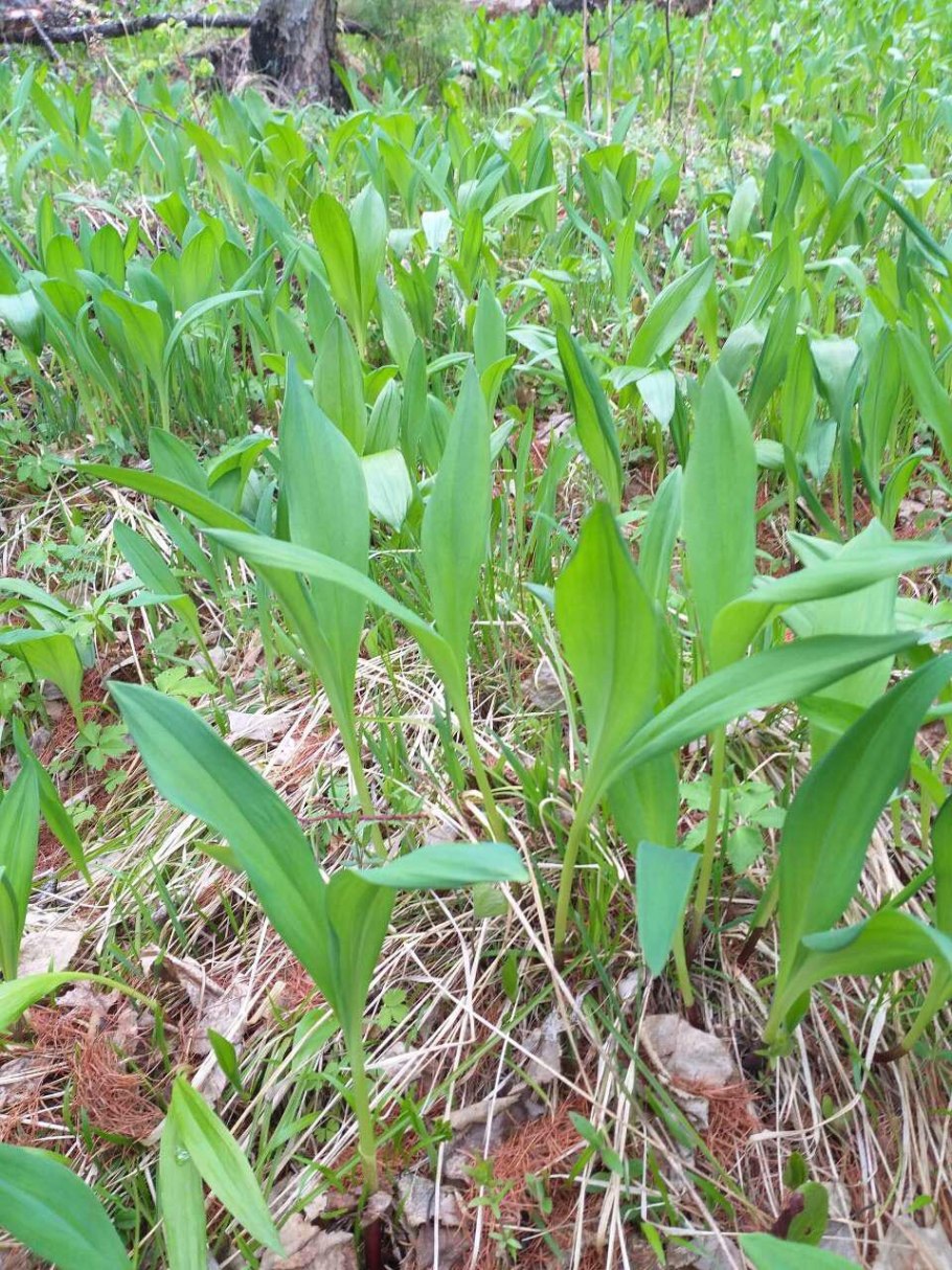 Черемша в тайге