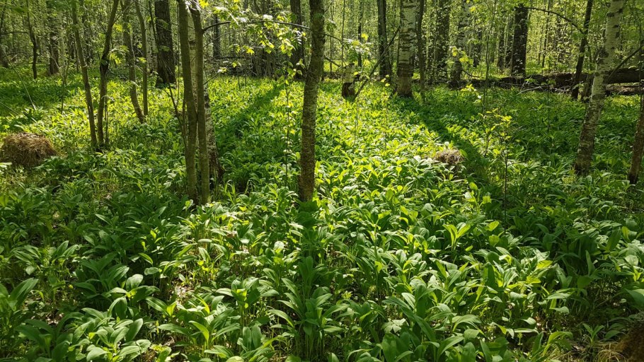 Черемша стручковая