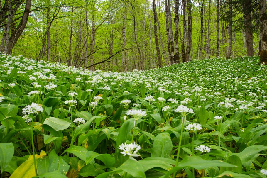 Горная черемша