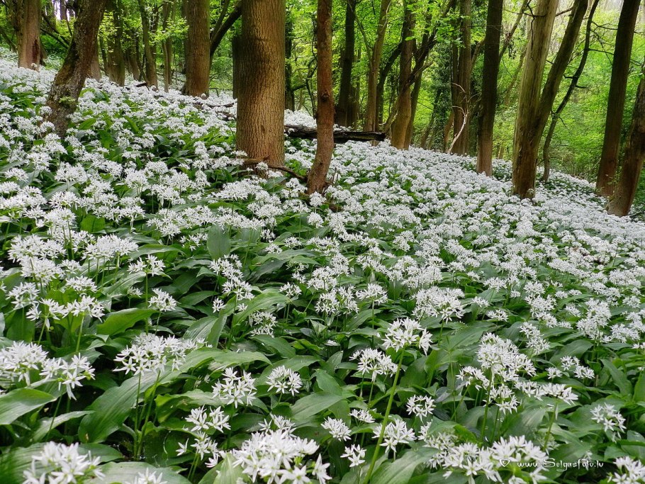 Медвежья черемша