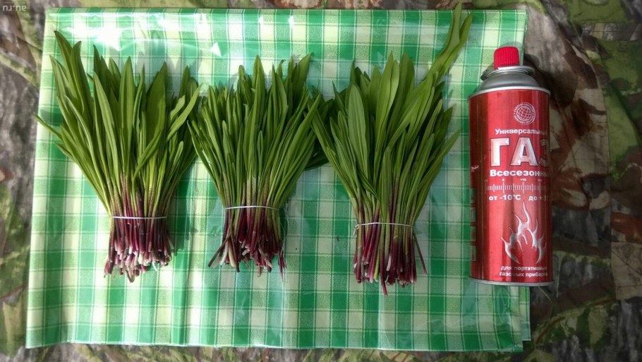 Черемша Лесная