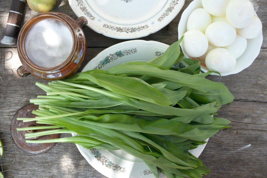 Черемша Лесная