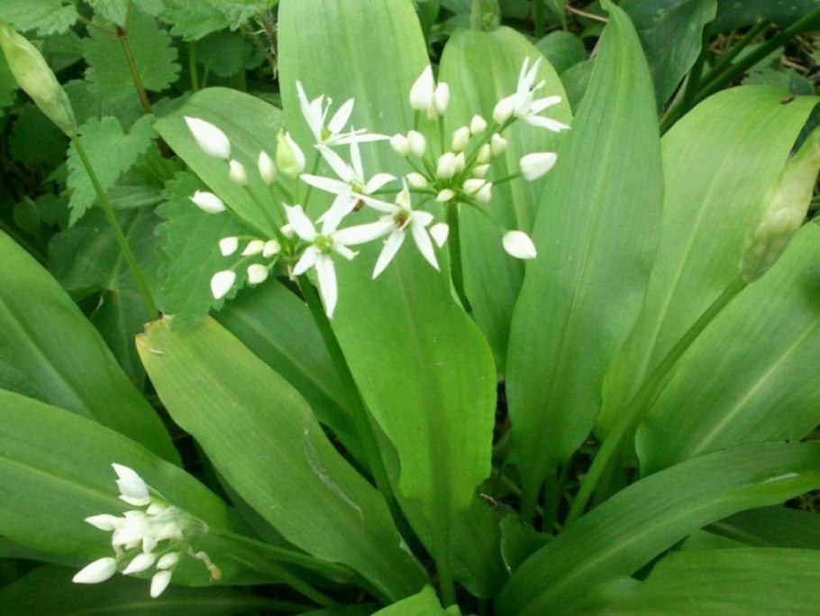 Allium ursinum черемша