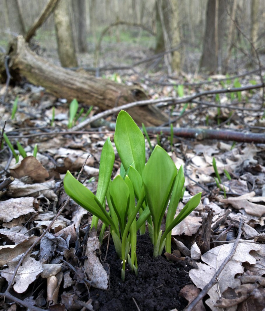 Черемша Лесная
