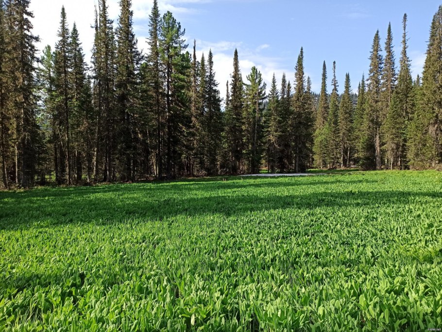 Черемша Сибирская