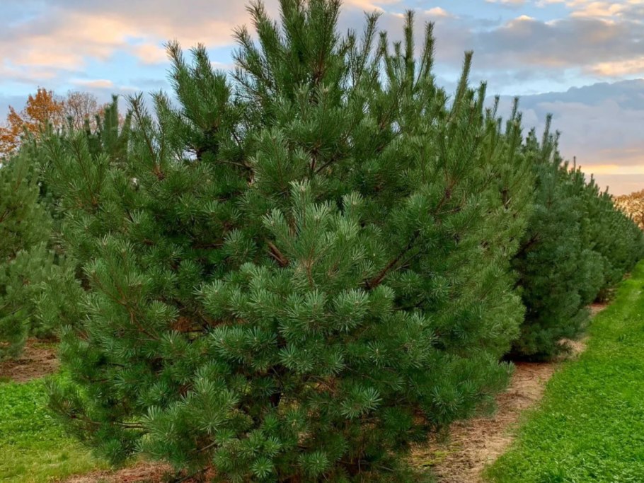 Pinus Sylvestris Langmore