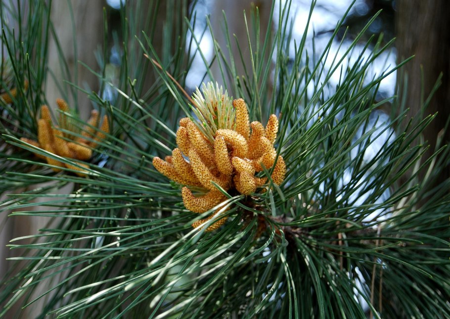 Pinus Ponderosa