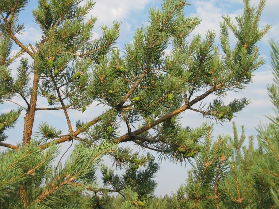Pinus palustris