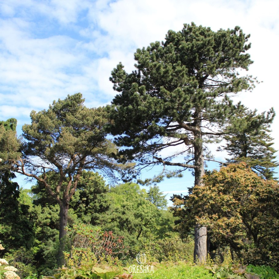 Pinus Kim