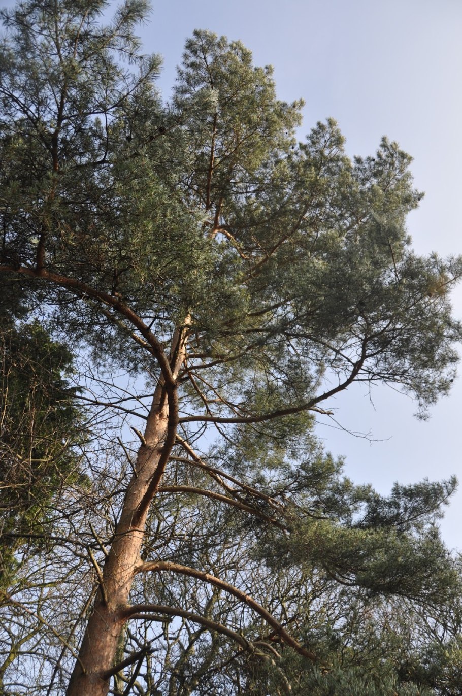 Сосна обыкновенная ажурная