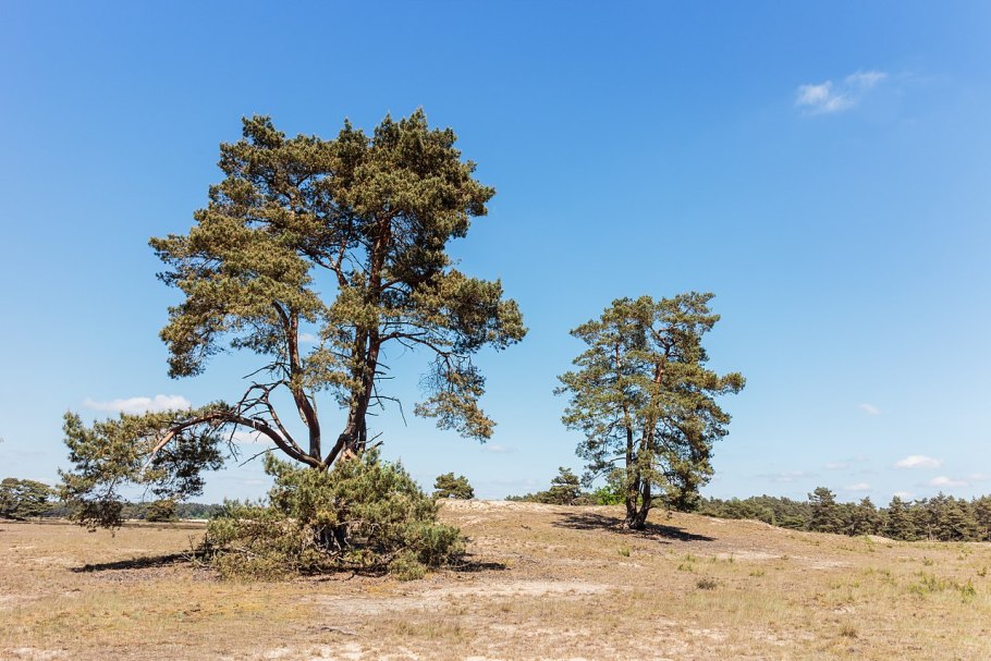 Pinus Sylvestris rivojlanishi