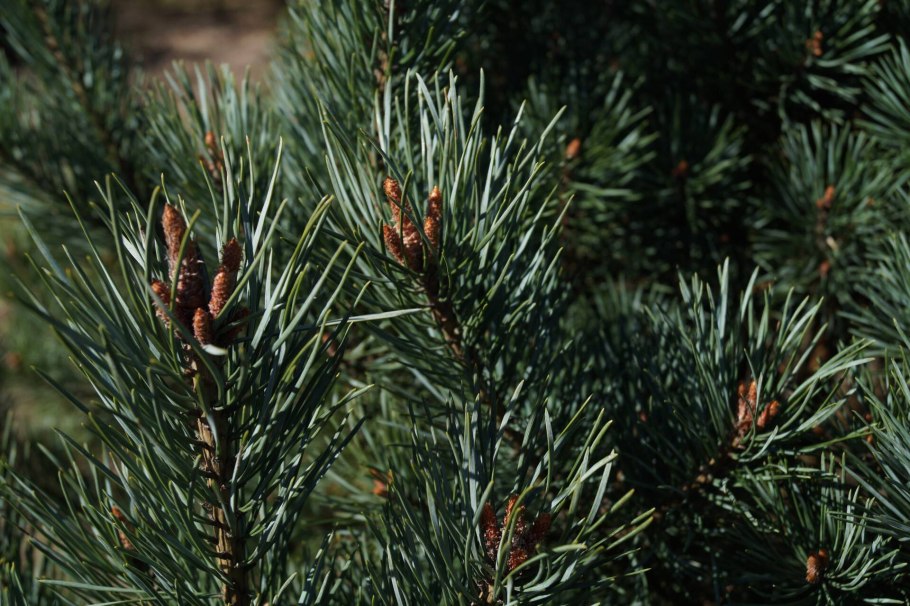 Сосна обыкновенная Pinus Sylvestris l