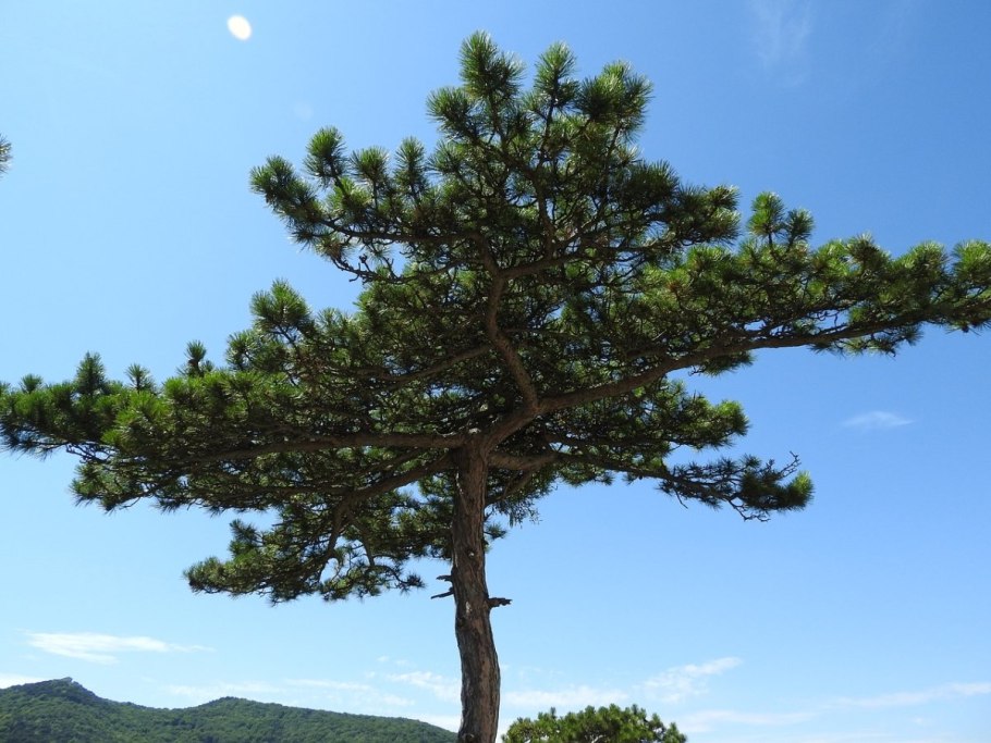 Макростробил Pinus Sylvestris (сосна обыкновенная)