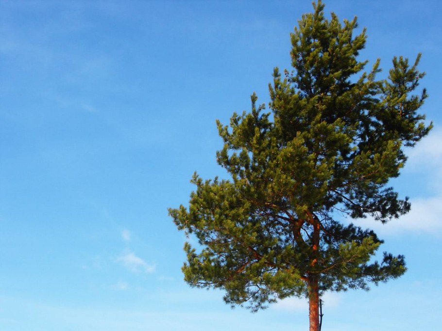 Сосна Кедровая Pinus Cembra