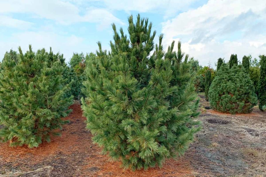 Pinus brutia subsp PNG