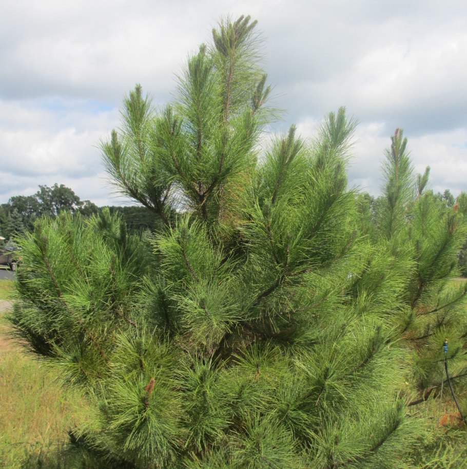 Сосна Pinus Ponderosa