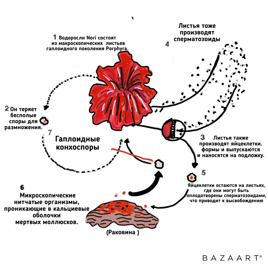 Жизненный цикл красных водорослей