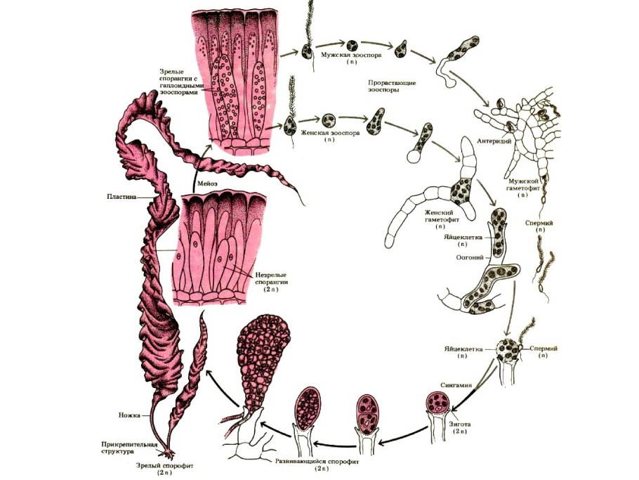 Ламинария цикл развития