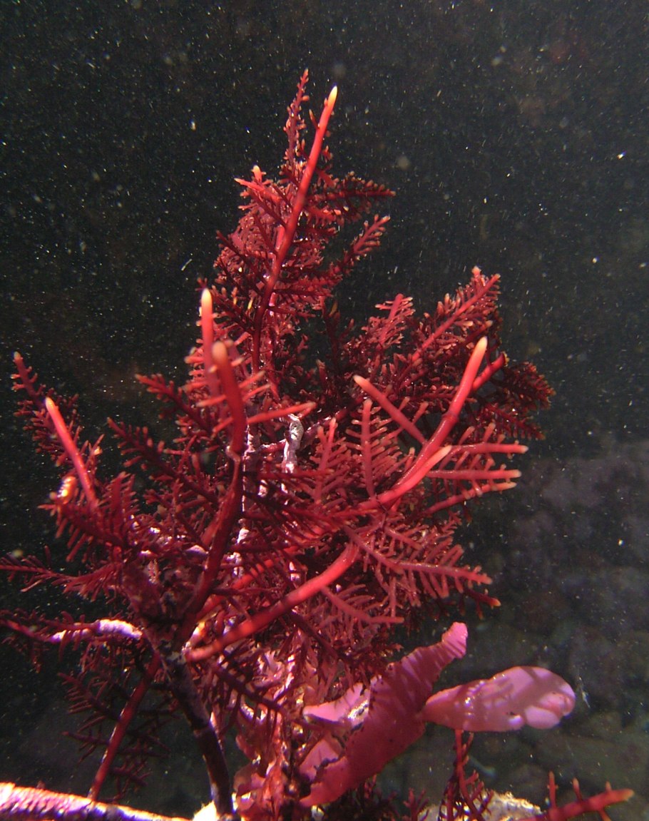 Каллитамнион водоросль