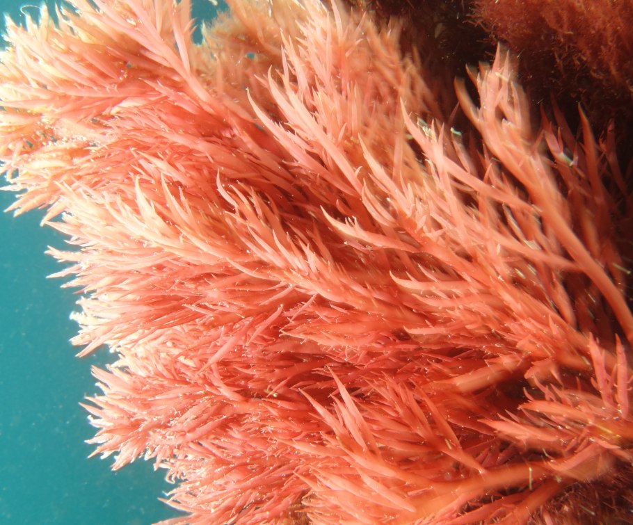 Багрянки водоросли