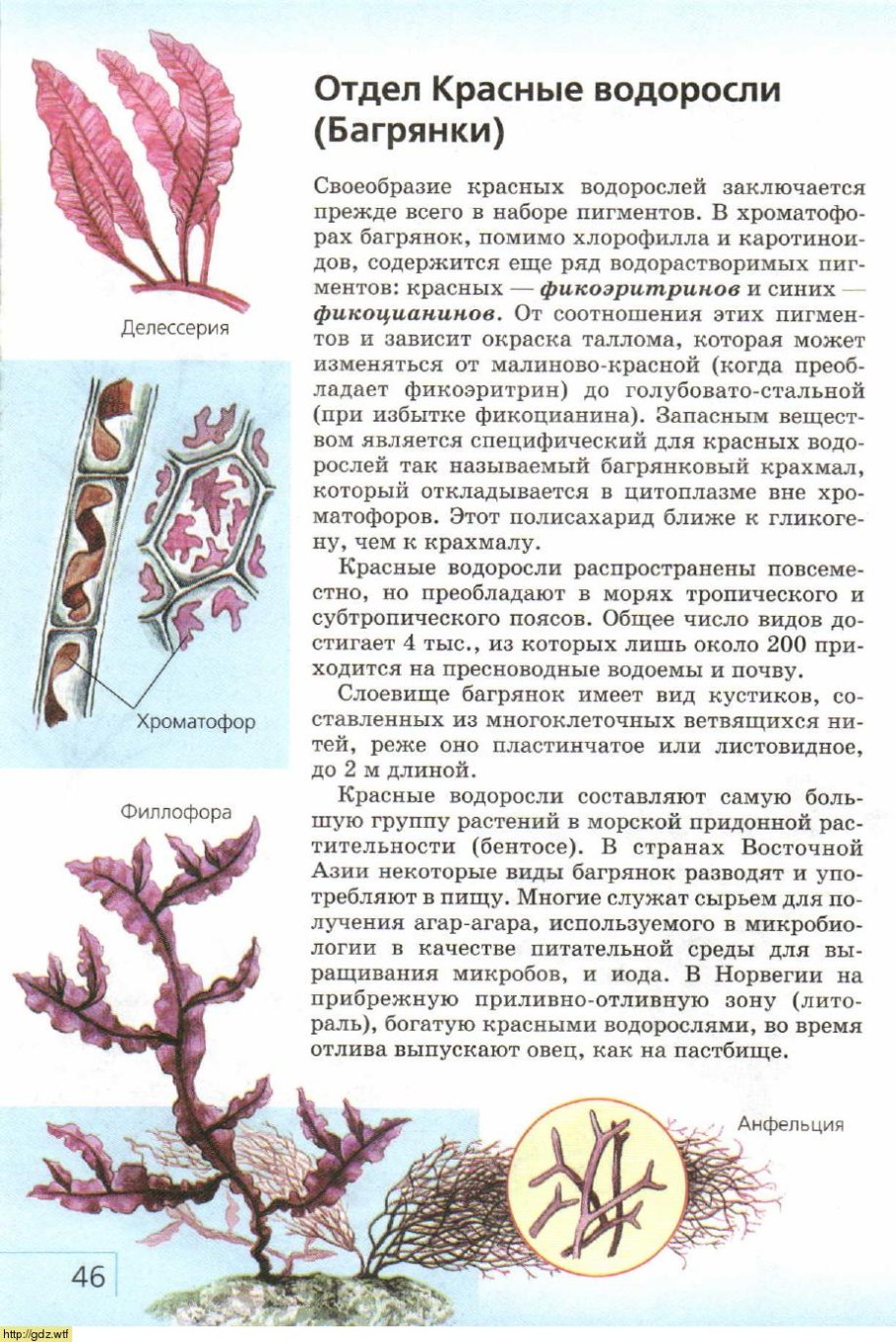 Красные водоросли багрянки