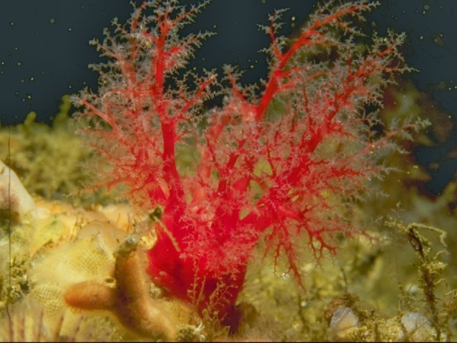 Филлофора курчавая