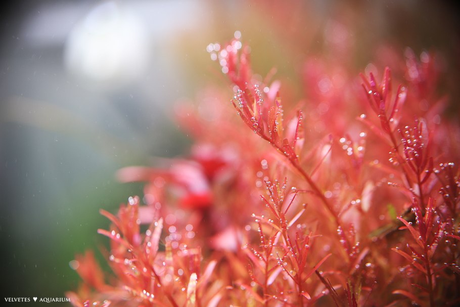 Порфира водоросль строение