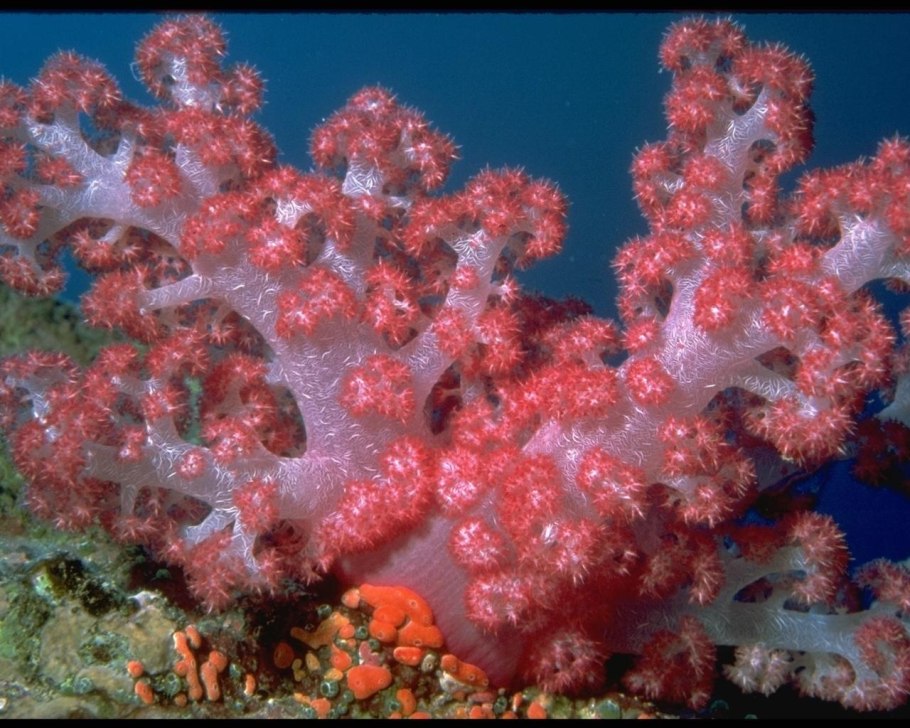 Барьерный риф водоросли