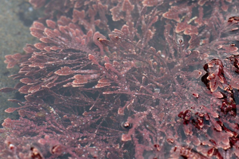 Порфира Филлофора