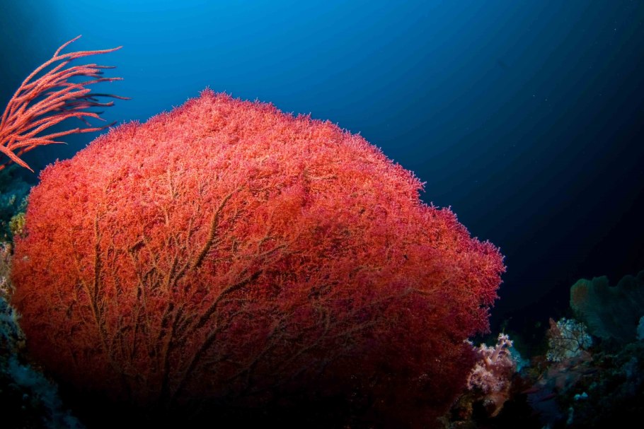 Trichodesmium erythraeum водоросли