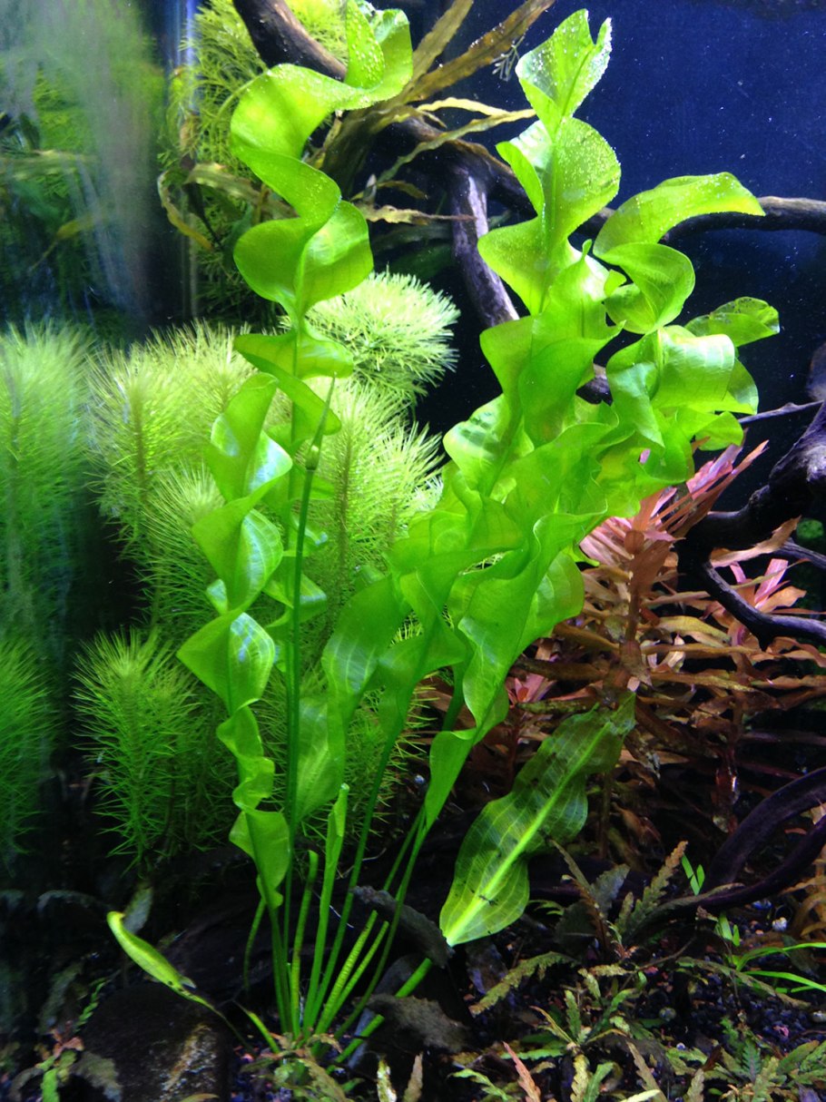 Апоногетон курчавый