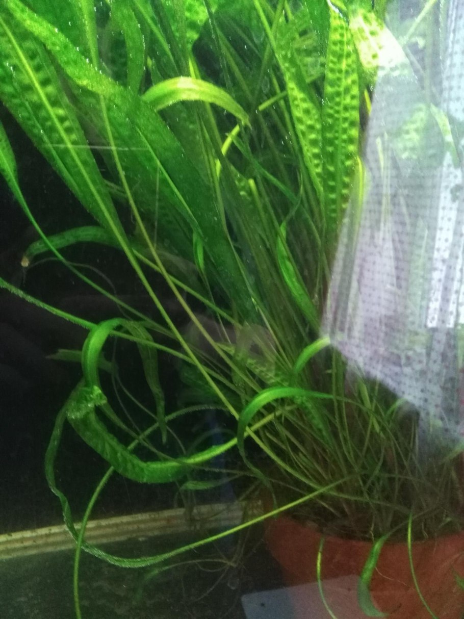 Апоногетон Криспус