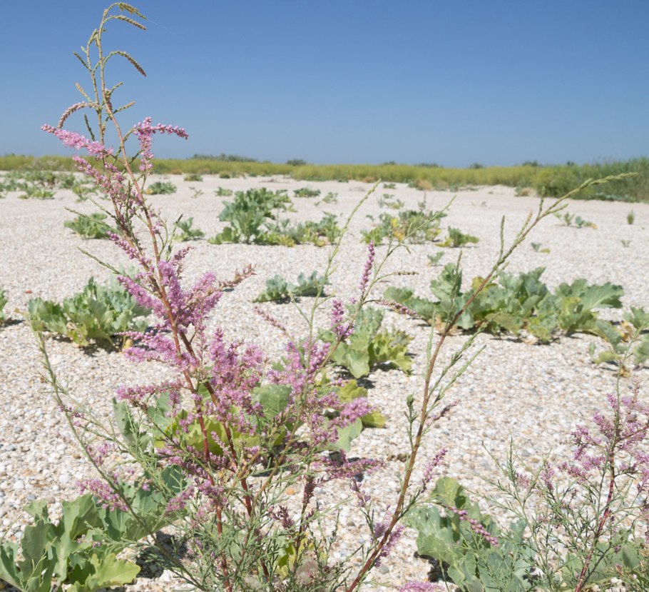 Тамариск в пустыне