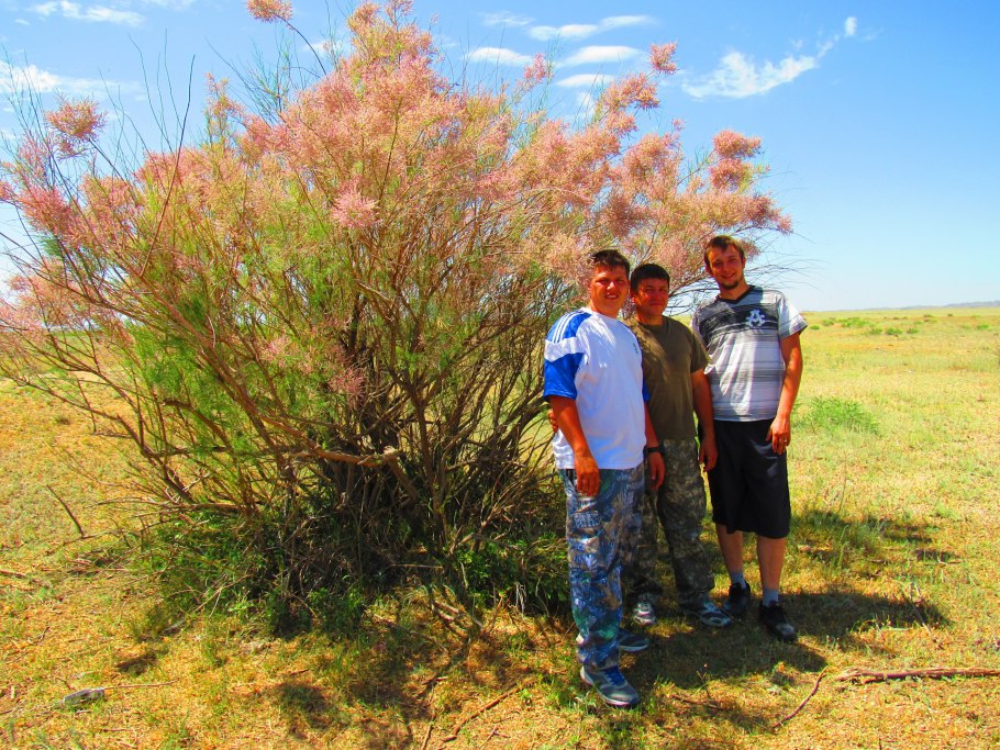 Селин растение пустыни